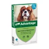 Advantage Anti Vlooiendruppels 100 Hond 4 - 10 kg 4 pipetten