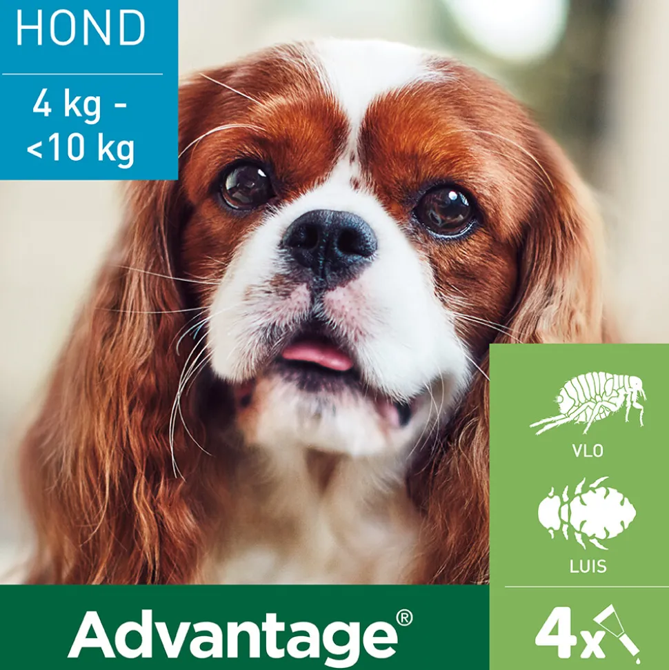 Advantage Anti Vlooiendruppels 100 Hond 4 - 10 kg 4 pipetten