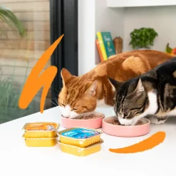 16x Edgard & Cooper Kattenvoer Adult Pate Kalkoen - Kip 85 gr