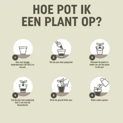 5x Pokon RHP Anthurium Potgrond Anthurium 5 liter